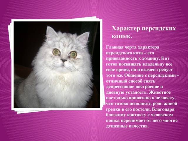 Американский керл: фото кошки, описание породы, советы по выбору котят