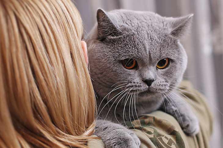 Сколько лет живут британские кошки? как продлить продолжительность жизни котов-британцев в домашних условиях?