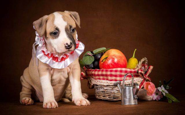 Яблоки для собак: польза или вред