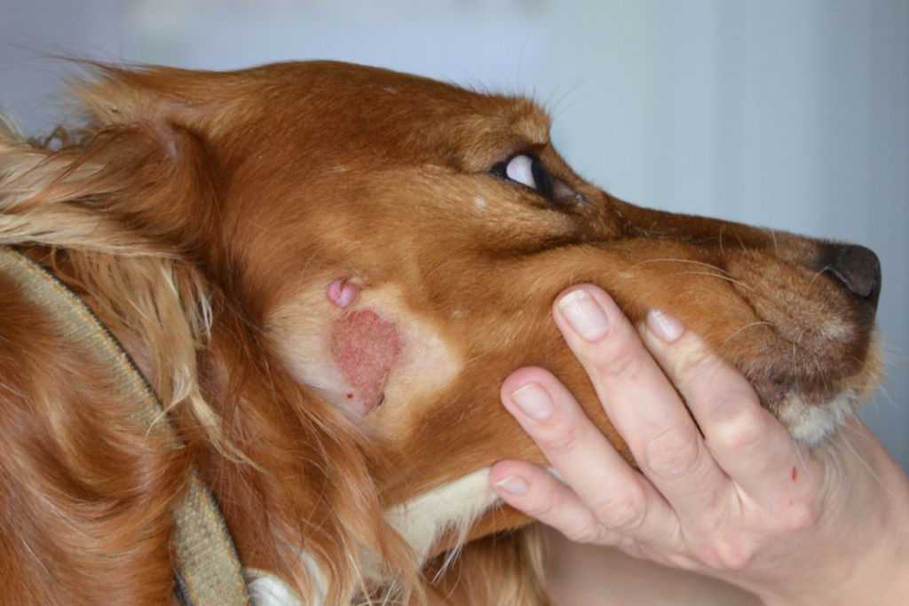 Мокнущий лишай у собак: симптомы и лечение