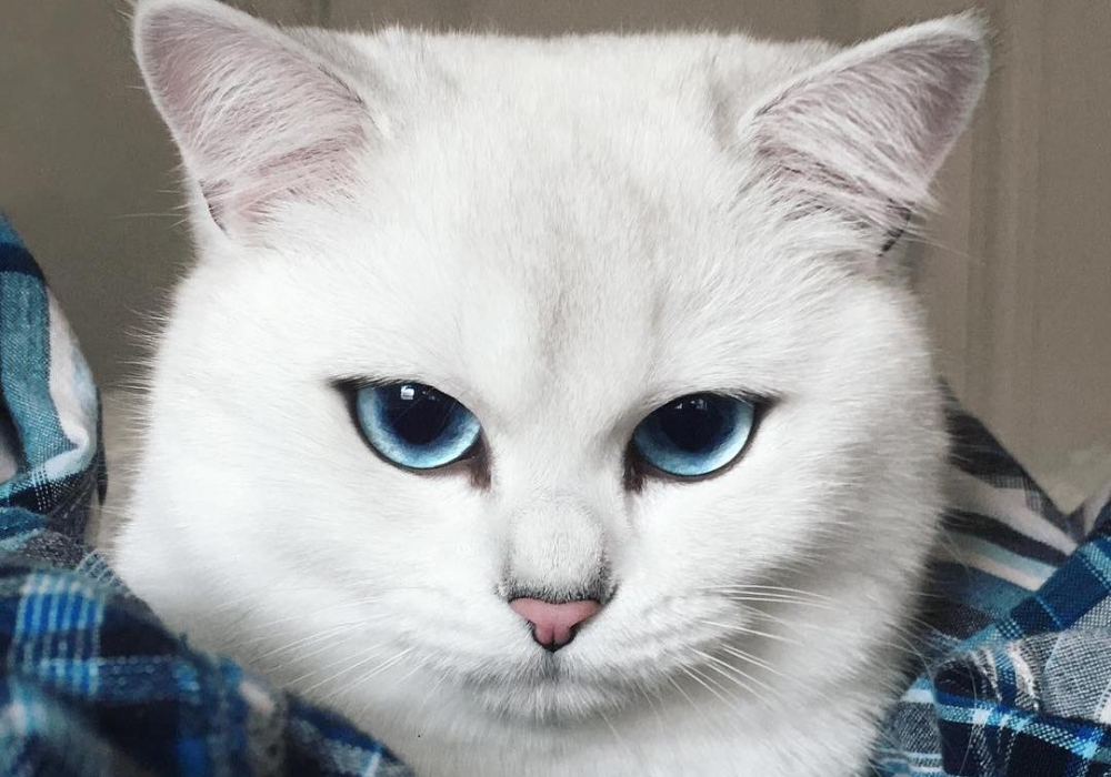 Порода кота коби, популярного в инстаграме. история котика.