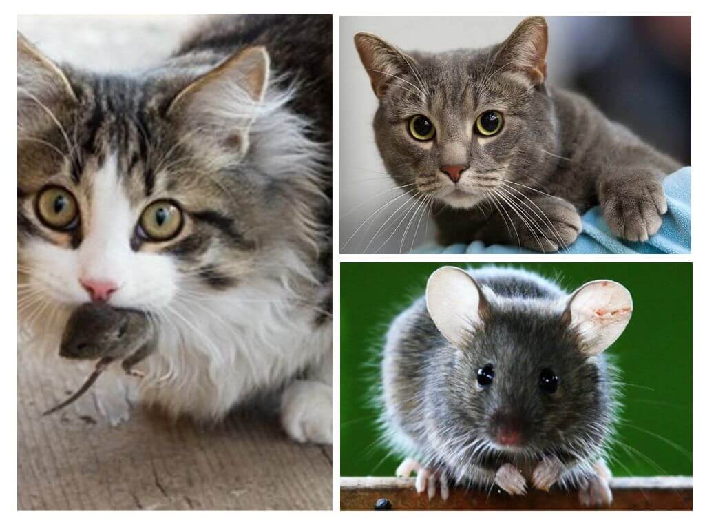 Что нужно сделать, если кот съел отравленную мышь?