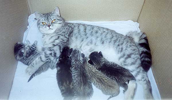 Роды у кошек, помошь при родах