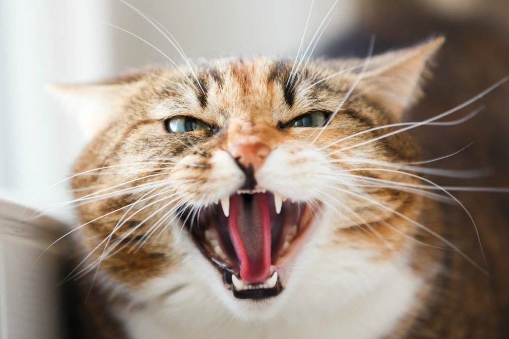 Что делать если кошка рычит без причины?