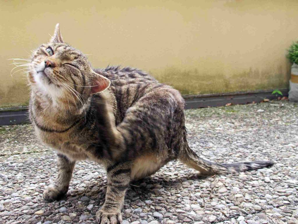 Почему кошка дергает и трясет хвостом, у нее дергается кожа на спине, она нервно вылизывается: причины странного явления