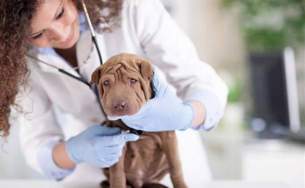 Ветеринарная помощь с выездом на дом в санкт-петербурге: цены, отзывы и адреса