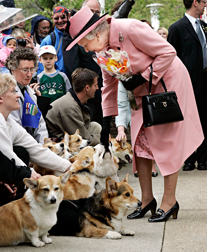 Порода собак королевы англии: фото, название и описание | «дай лапу»