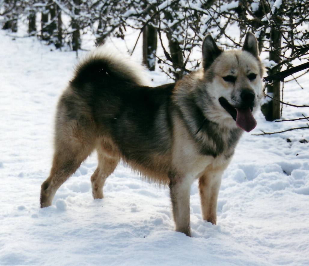 Гренландская собака: фото, описание породы, характер