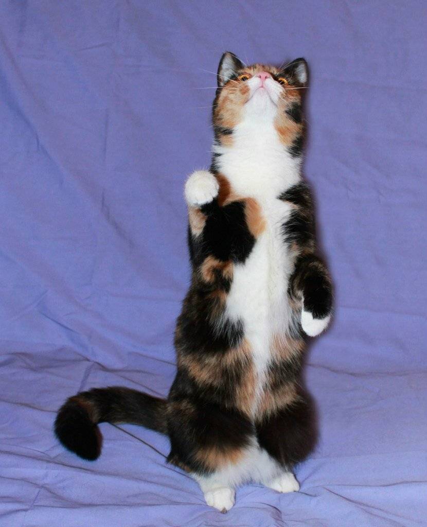 Трехцветная кошка: фото и описание пушистых и гладкошерстных питомиц разных пород