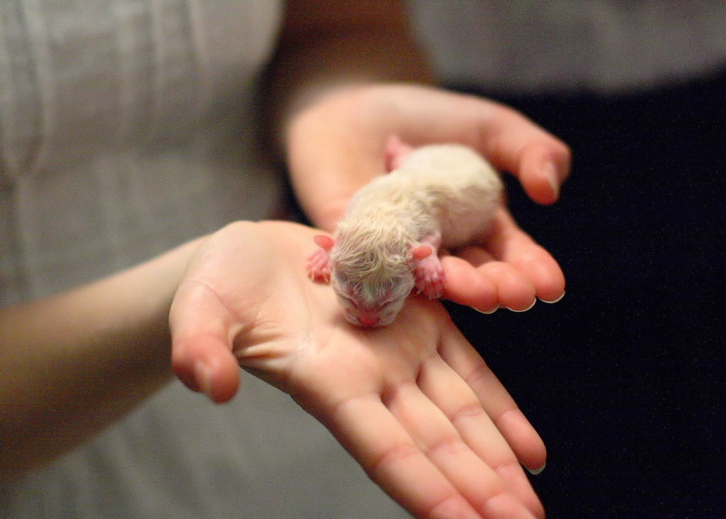 Почему рождаются слепые. Новорожденный котенок. Маленькие котята Новорожденные. Маленькие котята только родившиеся.