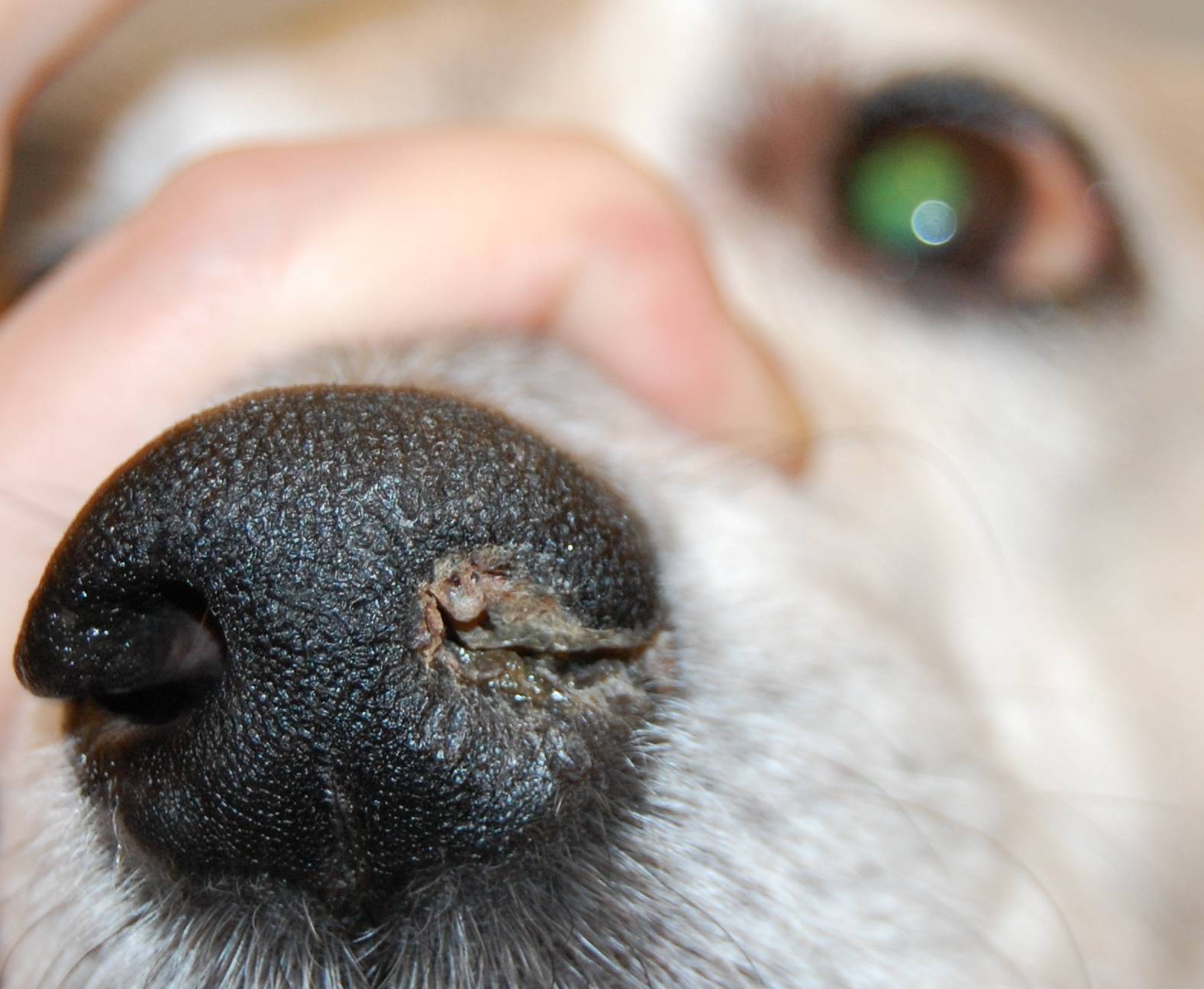 Почему сухой нос у собаки: причины, что делать, как лечить - zoosecrets