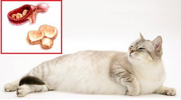 Профилактика глистов у кошек: как проводить в домашних услових