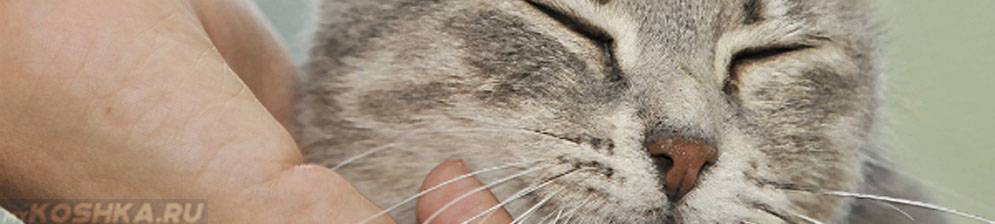 Пукают ли коты? причины и опасность частого газообразования у питомца