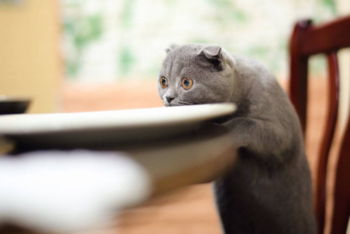 Как отучить кота или кошку лазить на стол: эффективные методы воспитания вашего питомца