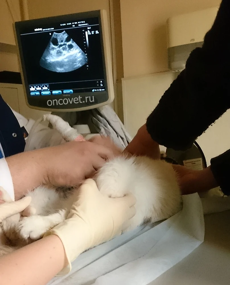 Поликистоз почек у кошек: ранняя диагностика, лечение, прогноз