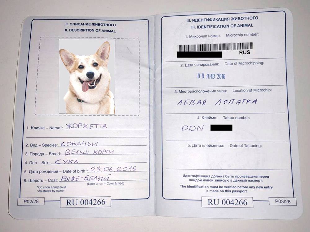 Ветеринарный паспорт для кошки | hill's pet