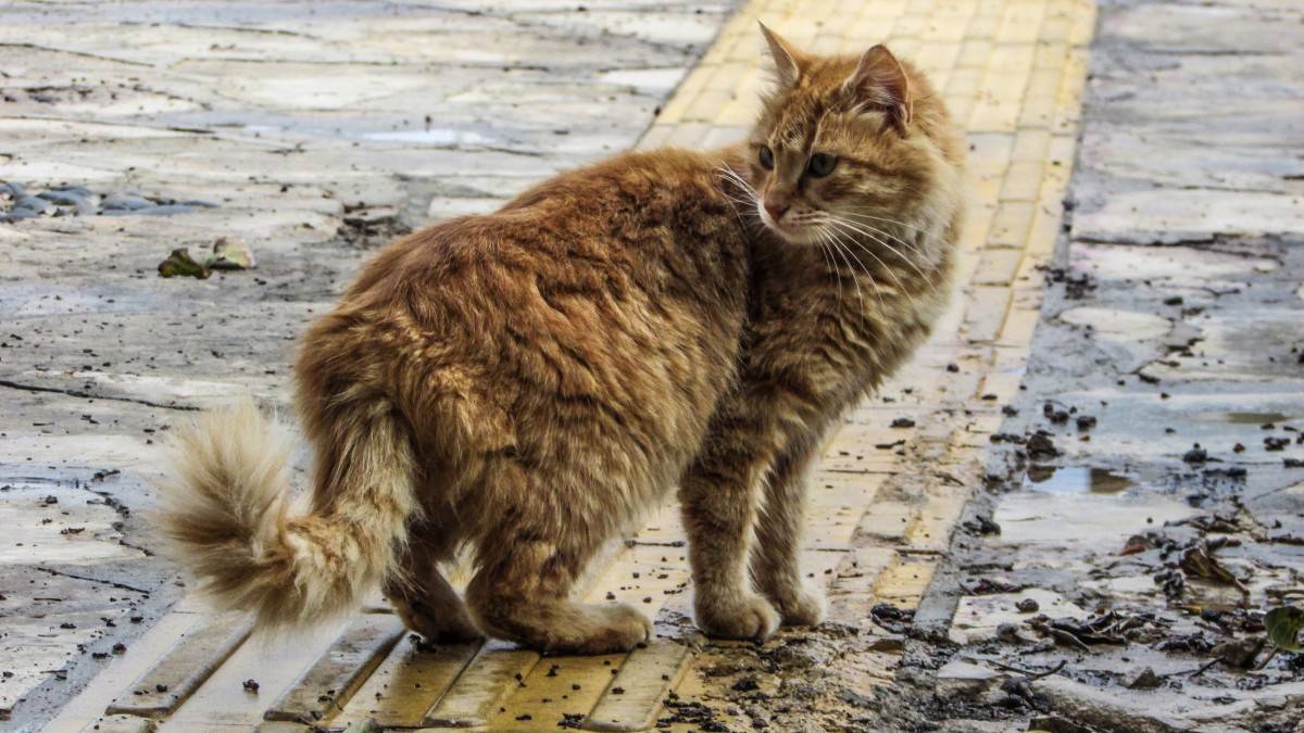 Как поймать дикого котенка, который боится людей, или взрослую одичавшую домашнюю кошку?