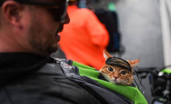 Шотландская кошка