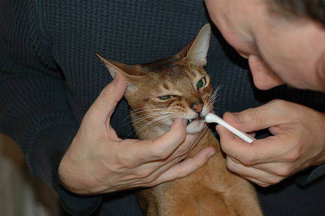 Как правильно почистить зубы коту