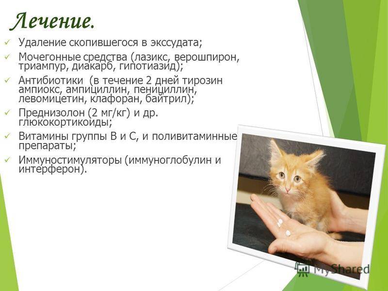 Вирусный, инфекционный (фип) и другие виды перитонита у кошек: симптомы и лечение
