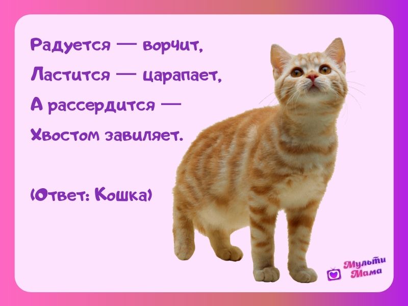 Сложные загадки про котят и собак. загадки про кошек с отгадками