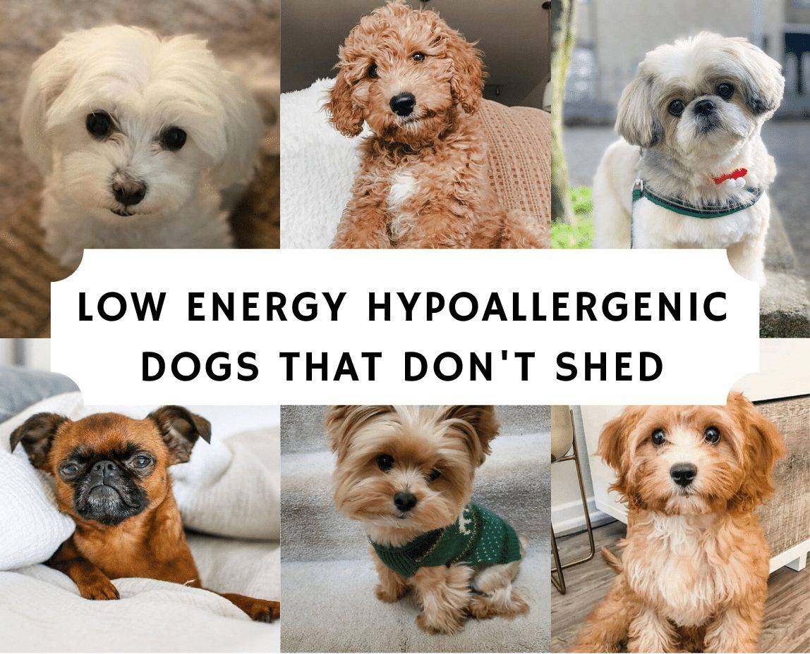 Гипоаллергенные собаки: топ-20 пород с описанием и фото