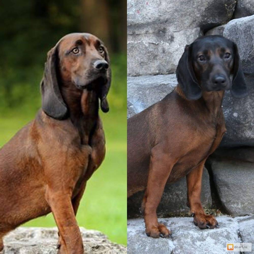 147. баварская горная гончая (bavarian mountain hound). энциклопедия собаки. охотничьи собаки