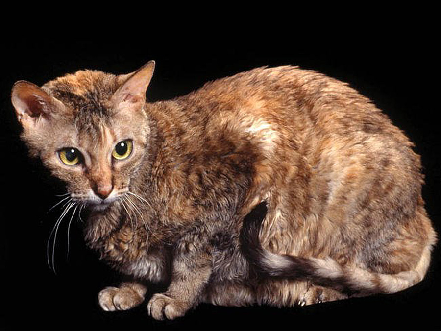 Немецкий рекс: фото и описание экстерьера кошек этой породы, характер и особенности содержания