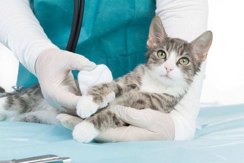 Удаление когтей у кошек: отзывы хозяев, описание процедуры и особенности