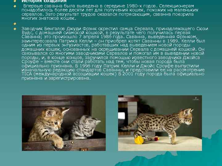 Сервал - описание, где обитает, чем питается, враги, фото и видео