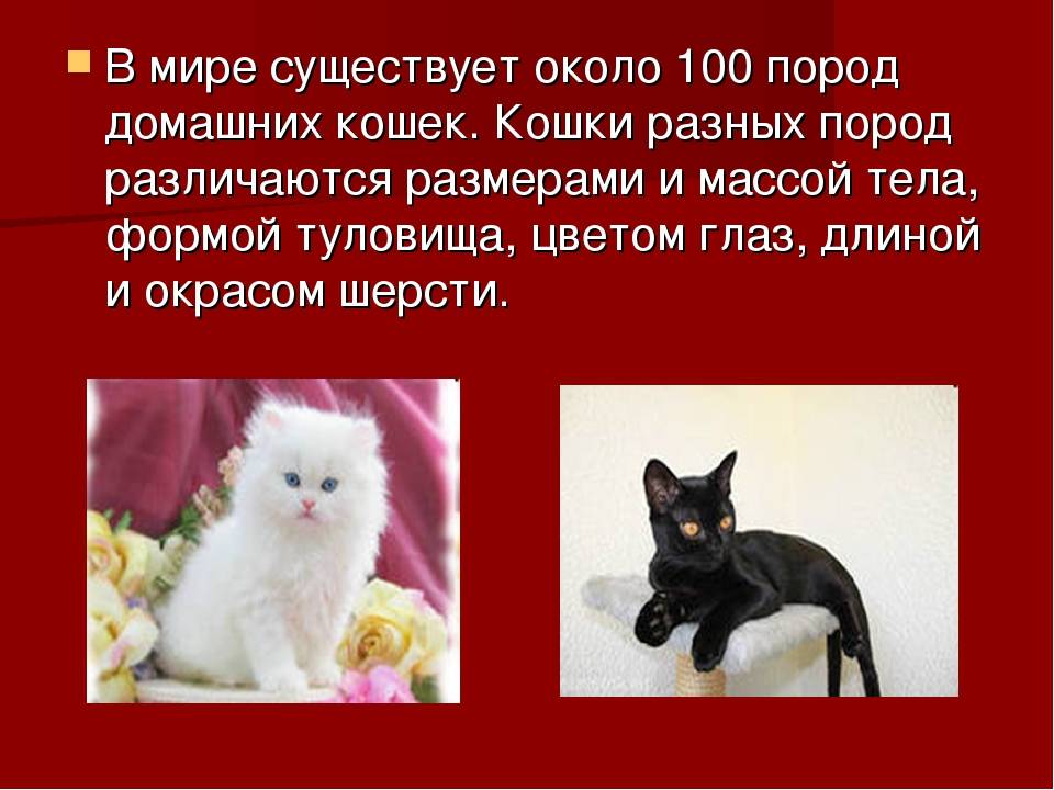 13 самых больших пород кошек в мире