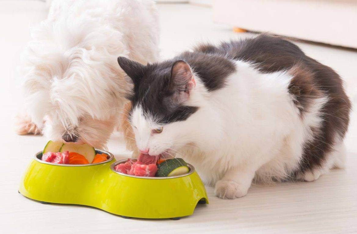 Можно ли кормить кошку сырым мясом
можно ли кормить кошку сырым мясом