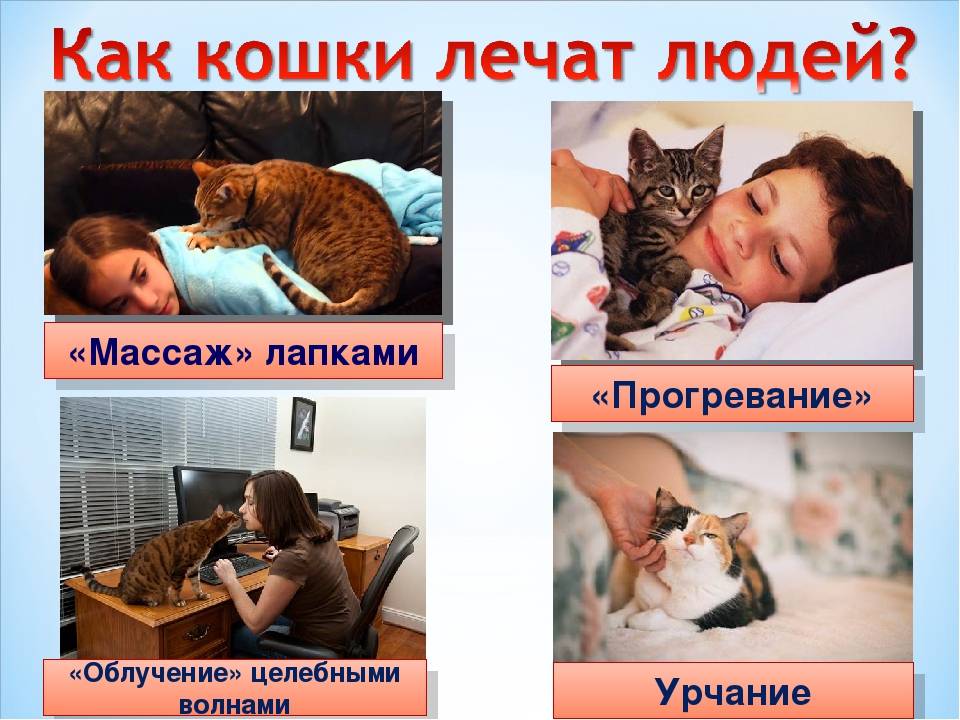 Чем можно заразиться от кошки человеку: список заболеваний