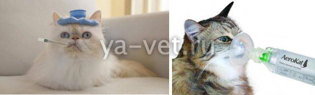 Котенок чихает: причины, что делать в домашних условиях