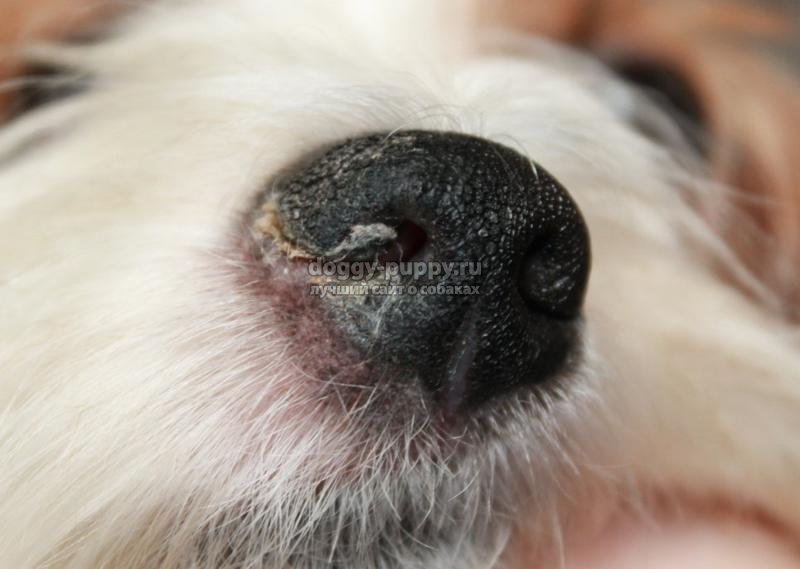 У собаки сухой нос: норма или повод ля беспокойства