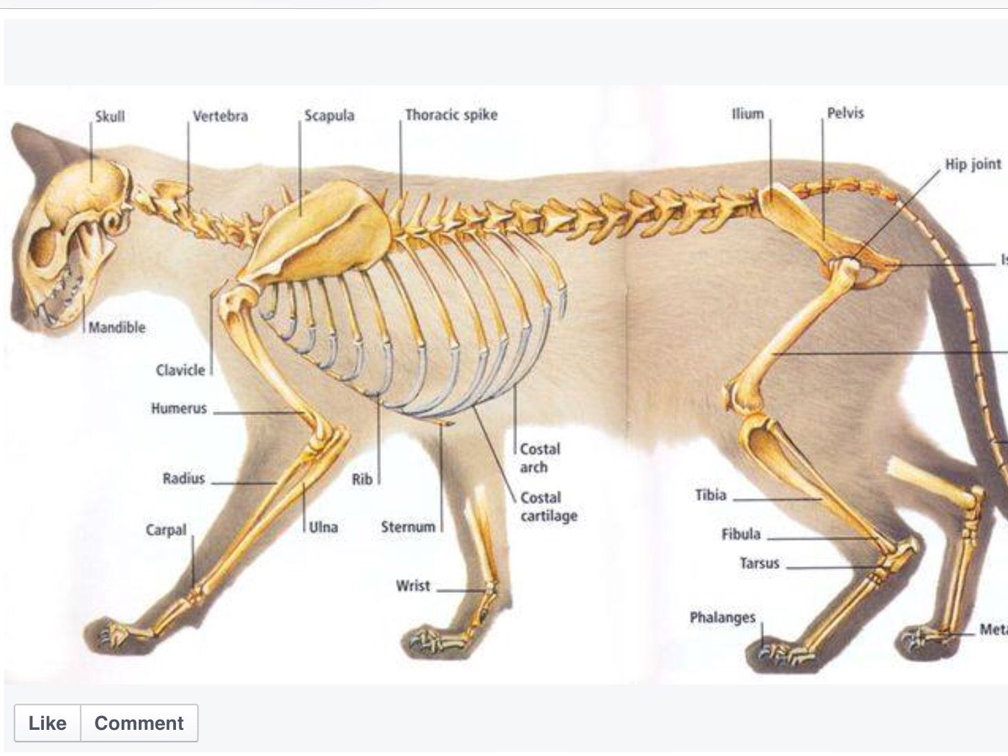 Строение лапы кошки - анатомия лапы