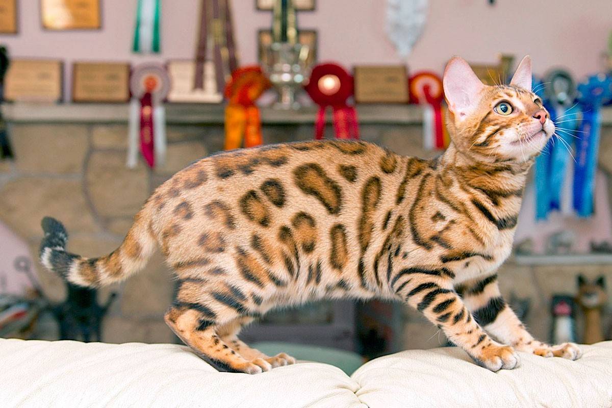 Характер бенгальской кошки: особенности поведения домашних леопардов