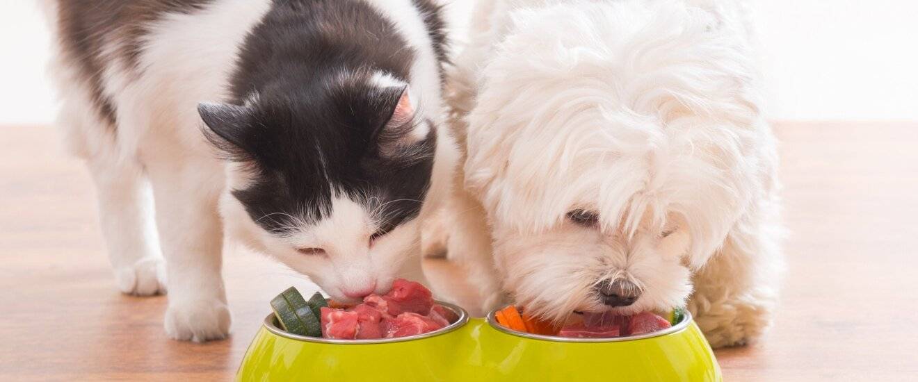 Правила питания, которые должен знать каждый владелец британской кошки