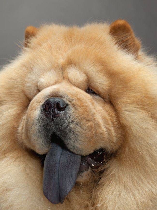 Стоит ли бить тревогу, если у собаки на языке образовались пятна?