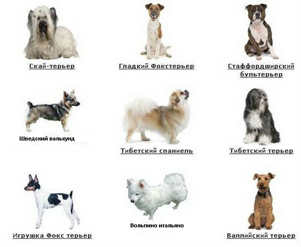 Все самые мелкие породы собак с фотографиями и названиями