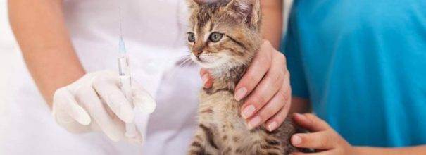 Как сделать прививку коту на дому самостоятельно — в мышцу и в холку