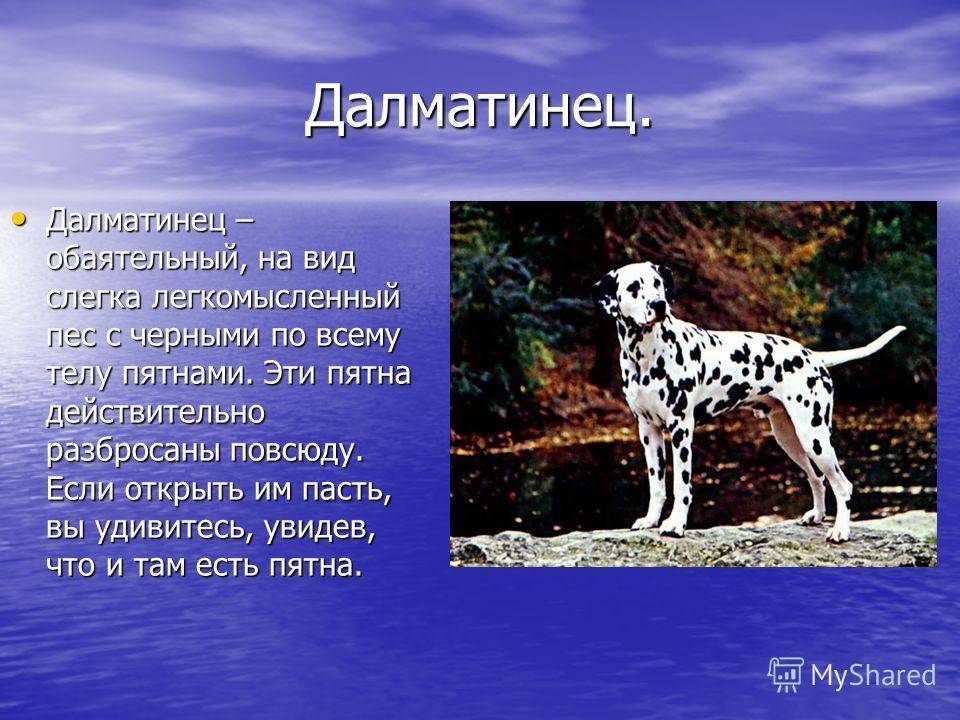 Далматин (далматинец) — фото, описание породы собак и характеристика, особенности характера