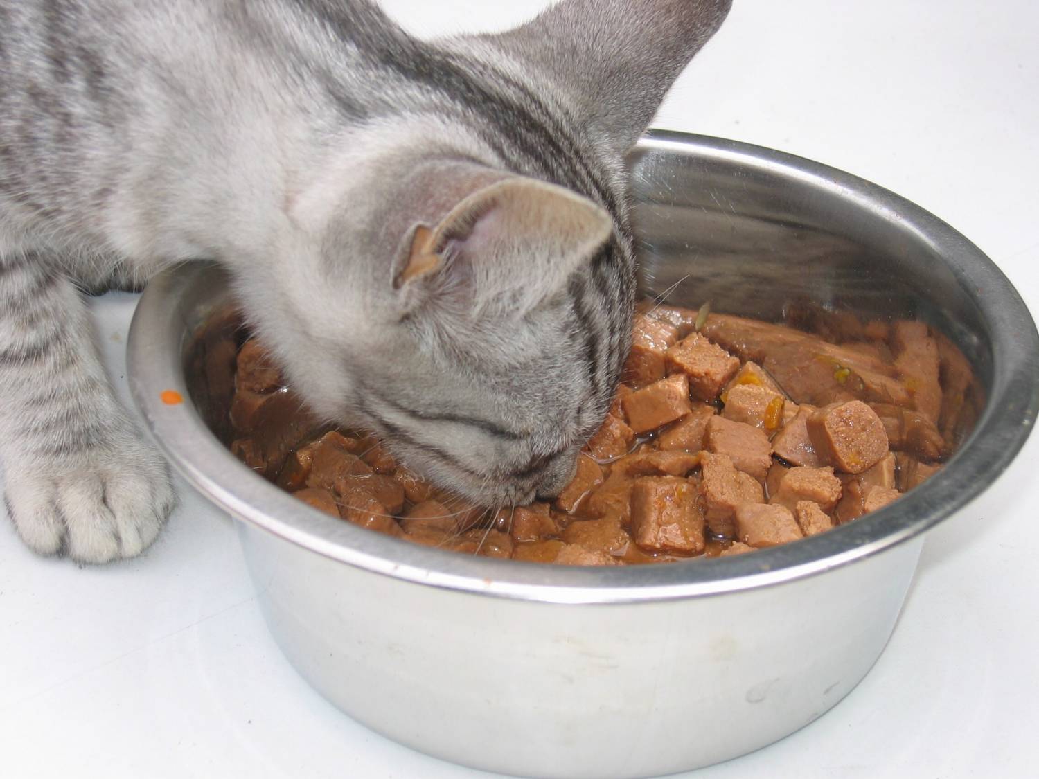 Котёнок плохо ест сухой корм