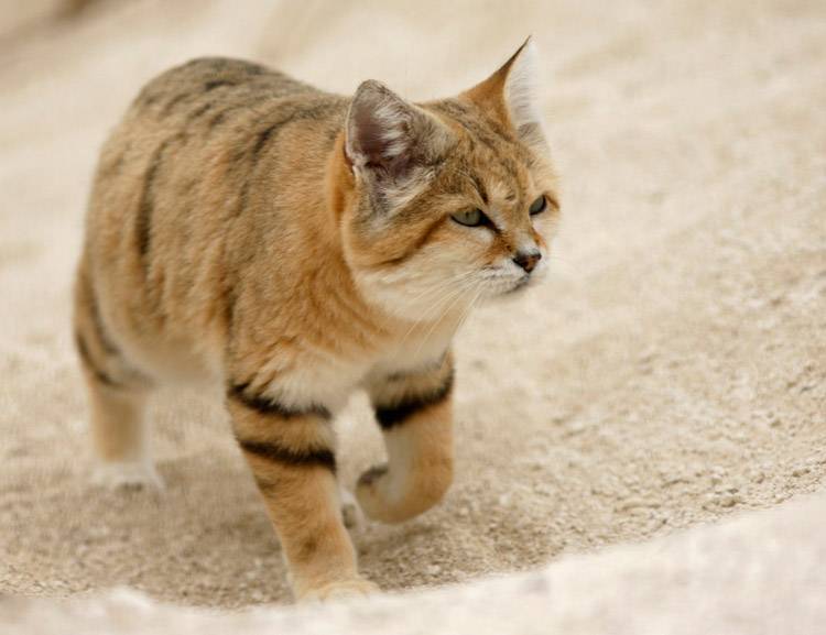 Амурский лесной кот: описание, образ жизни и статус популяции
