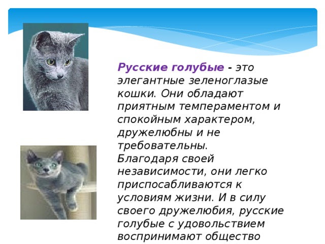 Русская голубая кошка: фото, описание, окрас, характер, стандарт породы