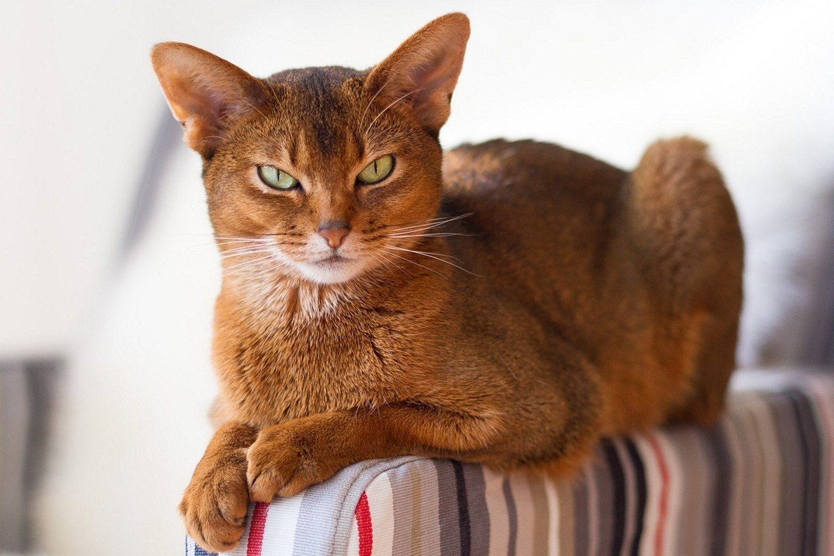 Самые добрые породы кошек в мире: список пород с фото, описанием