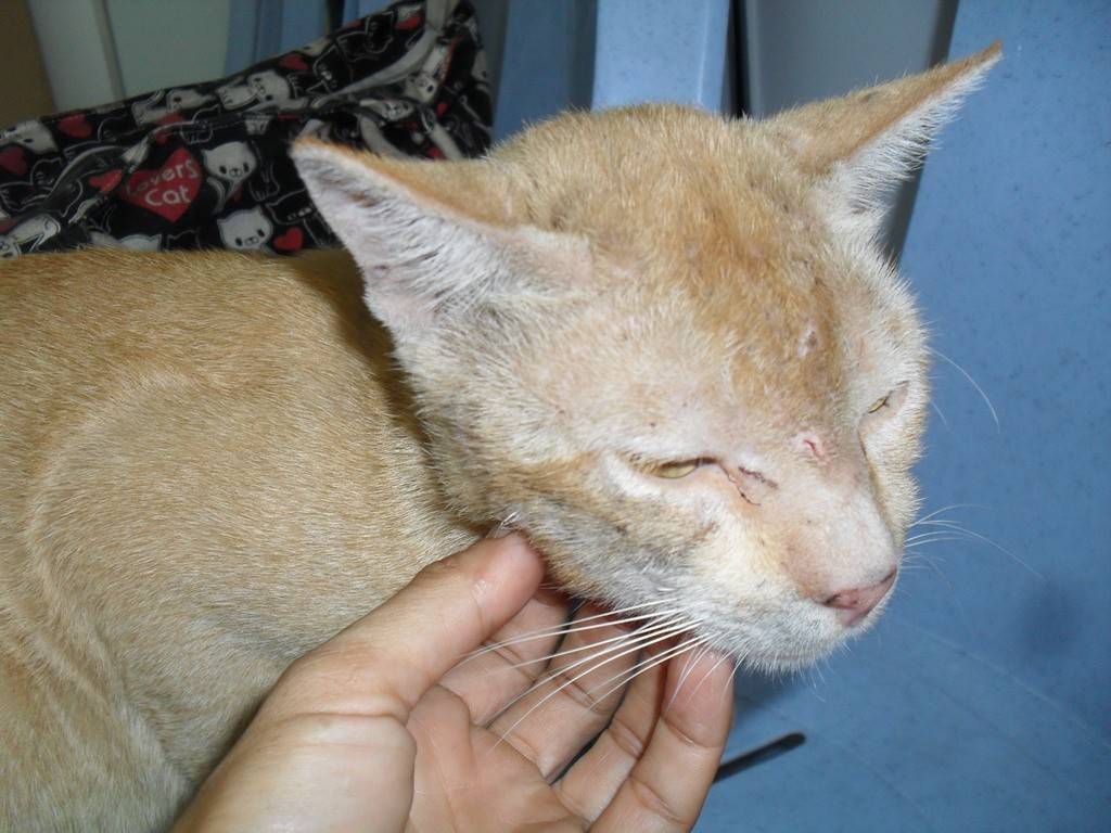 Вирус иммунодефицита кошек: симптомы вирусного "кошачьего спида", лечение заболевания, прогноз