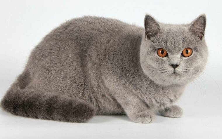 Британские котята: уход, воспитание и кормление