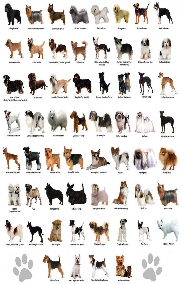 интересные породы собак фото с названиями