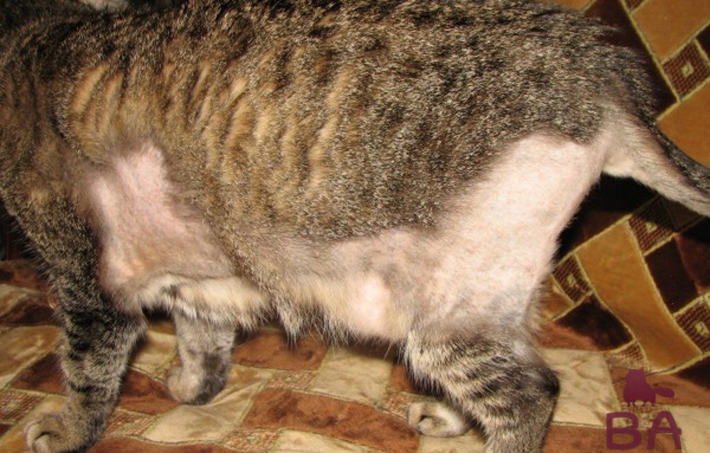 Перхоть у кошек: причины, виды, особенности диагностики, лечения и профилактики